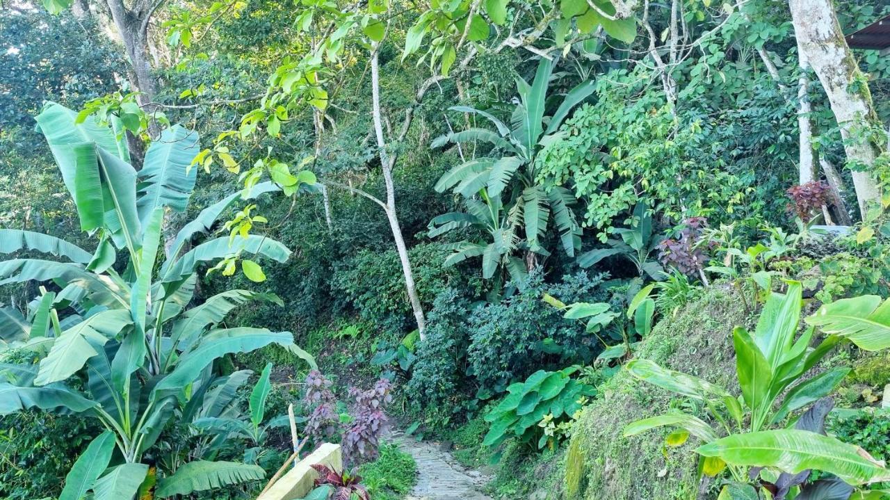 Minca Sintropia - Sustainable Lodge & Organic Coffee Finca 外观 照片